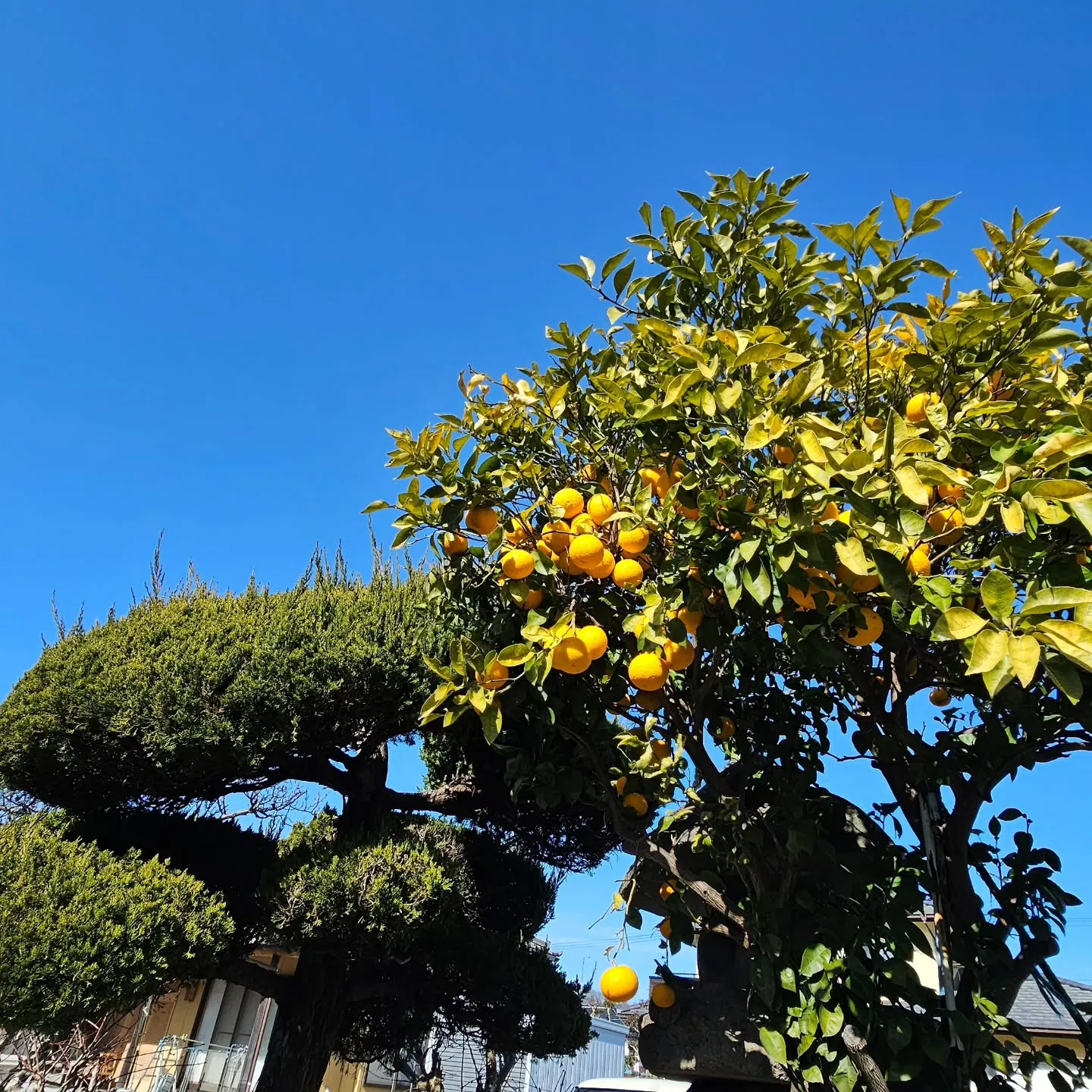 電気ですかーっ!