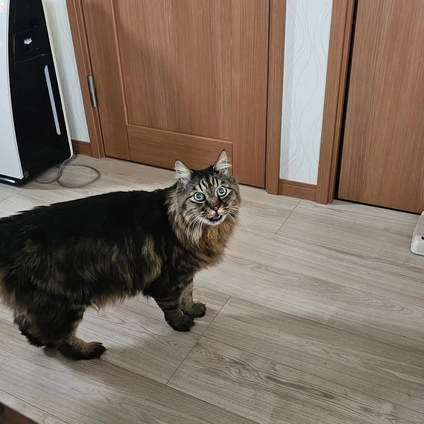 電気ですかーっ!